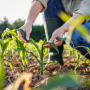 El maíz como material de construcción: un revolucionario revestimiento eco-friendly - ÓN